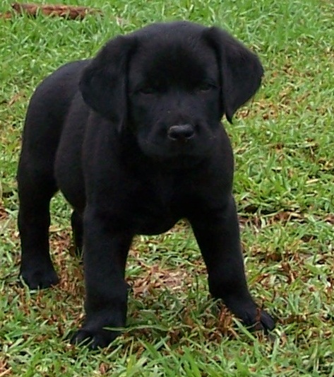 Black puppy