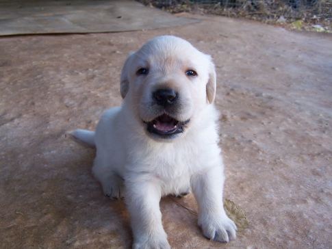 4 weeks