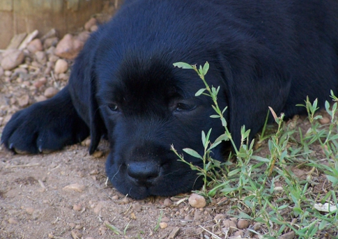Black puppy cute