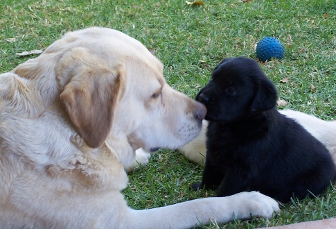 Gemma talking to pup