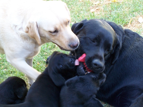 Oscar playing with puppies