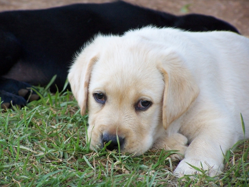 cute yellow pup in grass