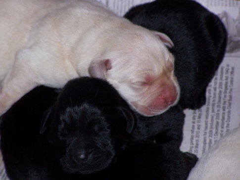 New puppies