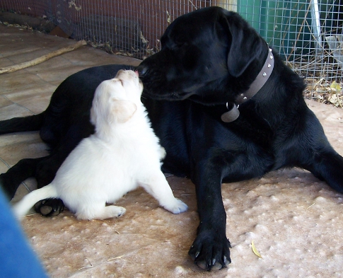 Puppy licking Oscars nose