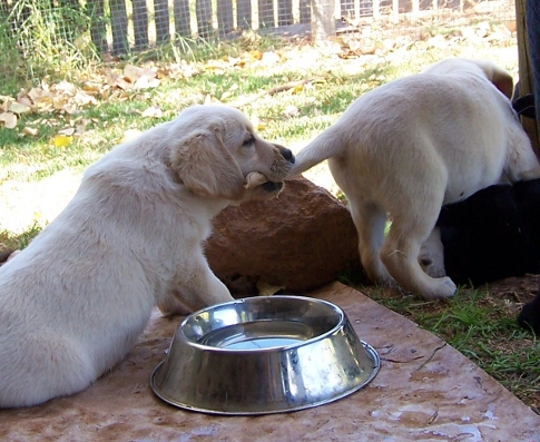 puppy pulling on puppys tail