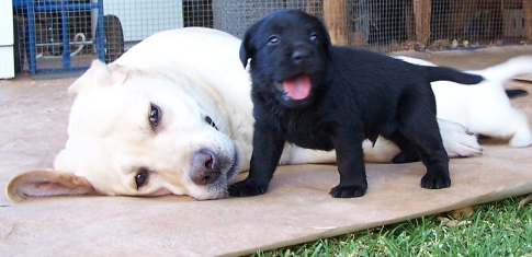 cute puppy standing next to Gemma