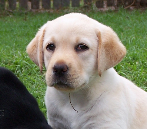 Echo as a pup