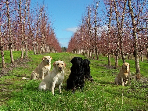Dogs in the orchard