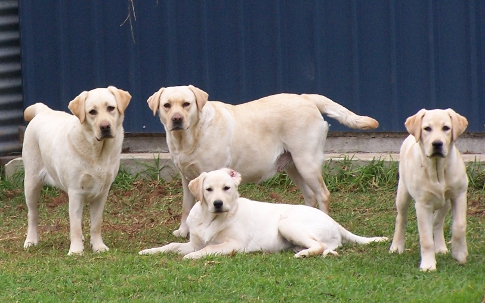 Kiki with Lucy
          and her two daughters, Sierra and Echo