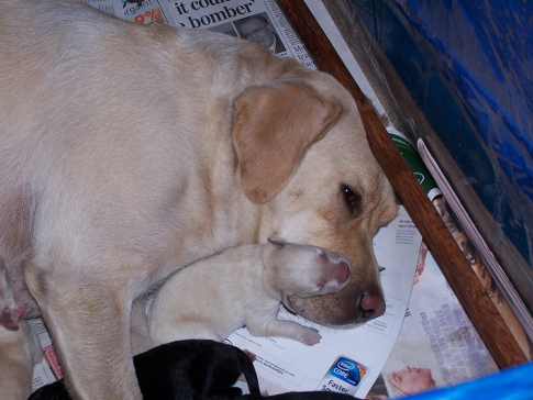 Lucy with puppies soon after whelping