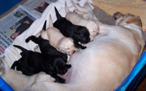 Lucy's first litter