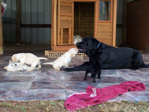 Oscar playing with puppies