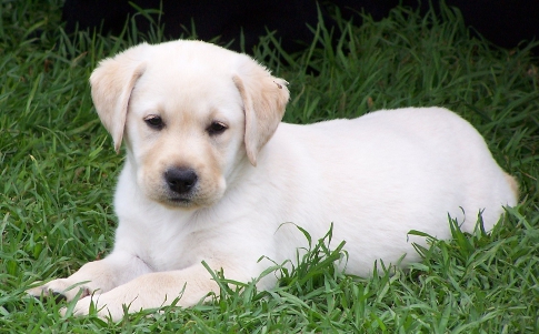 Sierra as a puppy