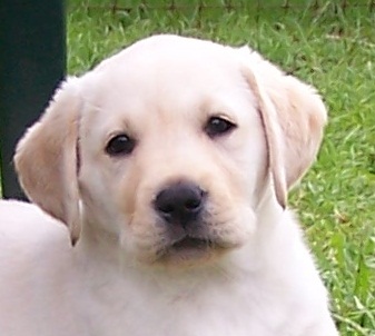 Puppy Sierra
              head and shoulders