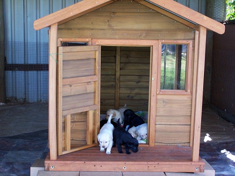 Puppies coming out of puppy house