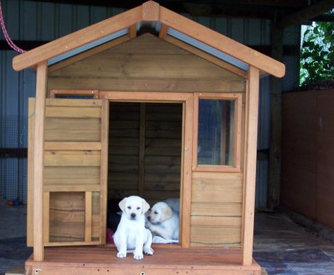 Puppy sitting outside of puppy house