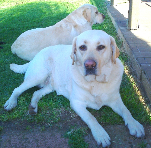 Kiki and Lucy lying down Oct 2012