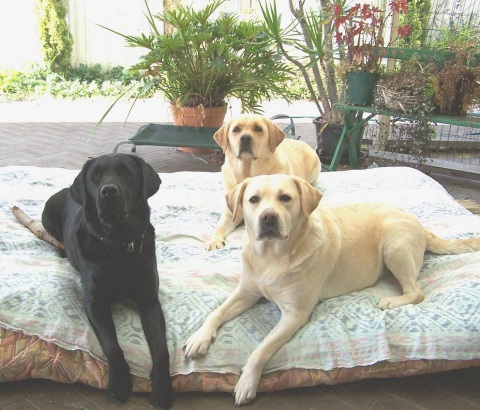 Jasmine, Jessica and Gemma on bed